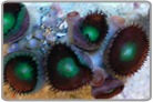 Green Mouth Button Polyps - Frag